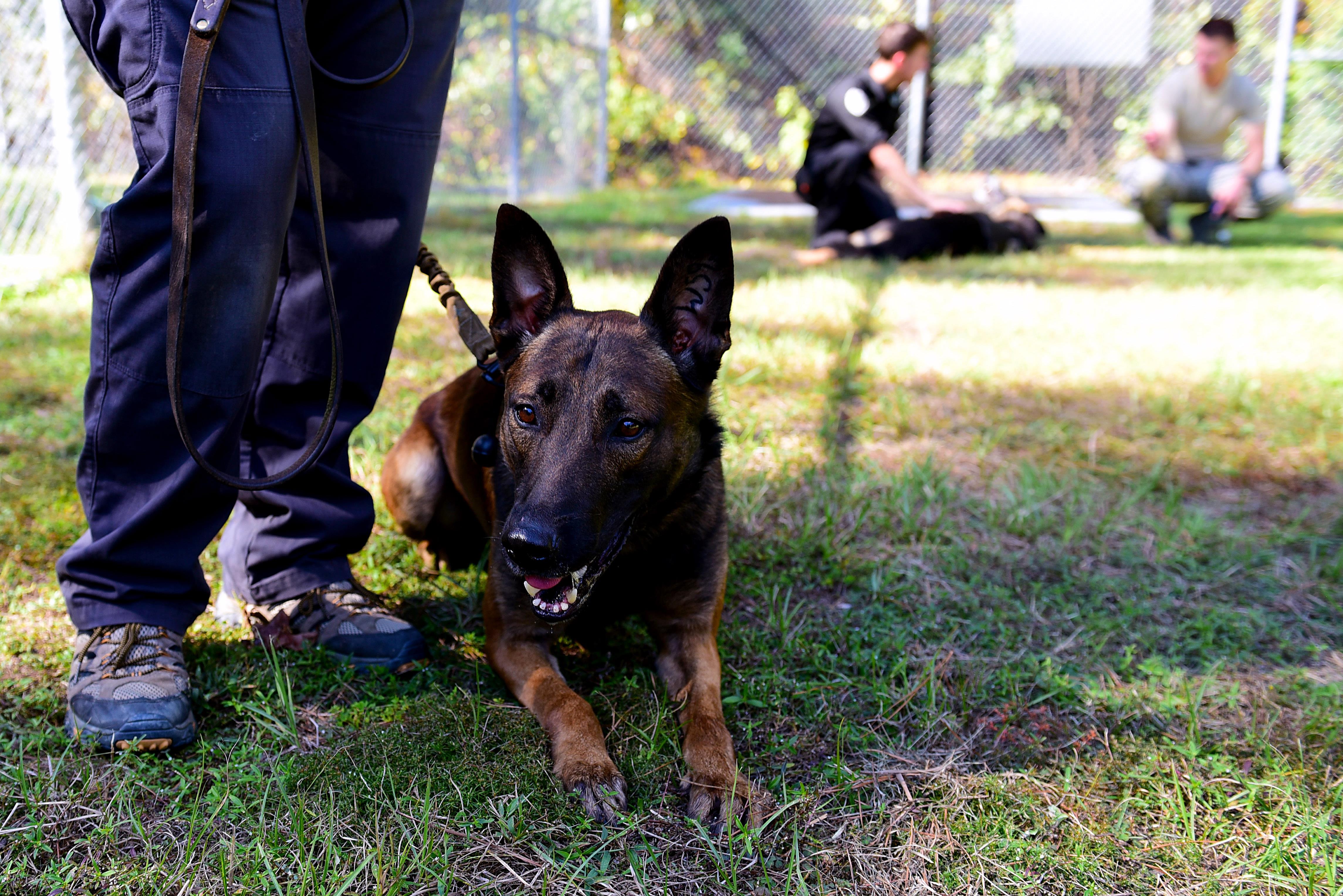 The Next Major Advancement in Police Search Technology: Vapor Wake Dogs