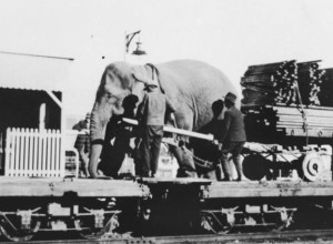 Elephant on a circus train